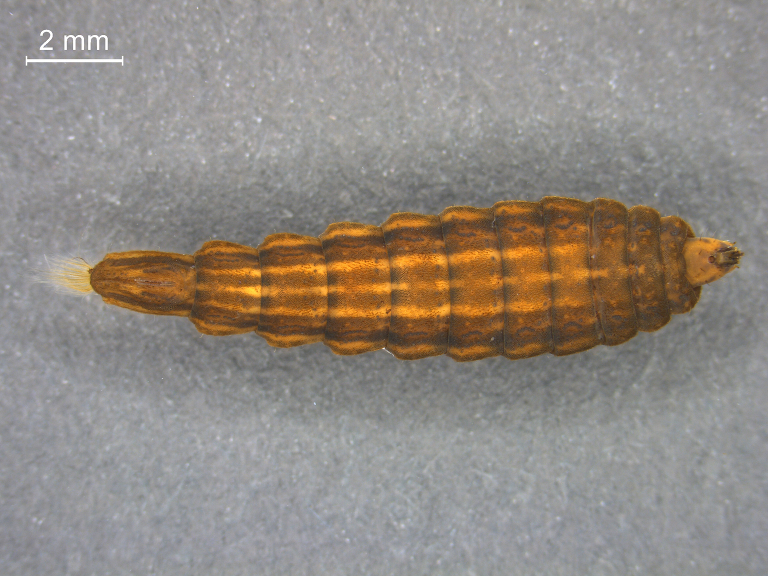 Odontomyia tigrina